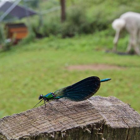 Posada Pet Friendly El Molino De Cantabria Entrambasaguas  Eksteriør bilde