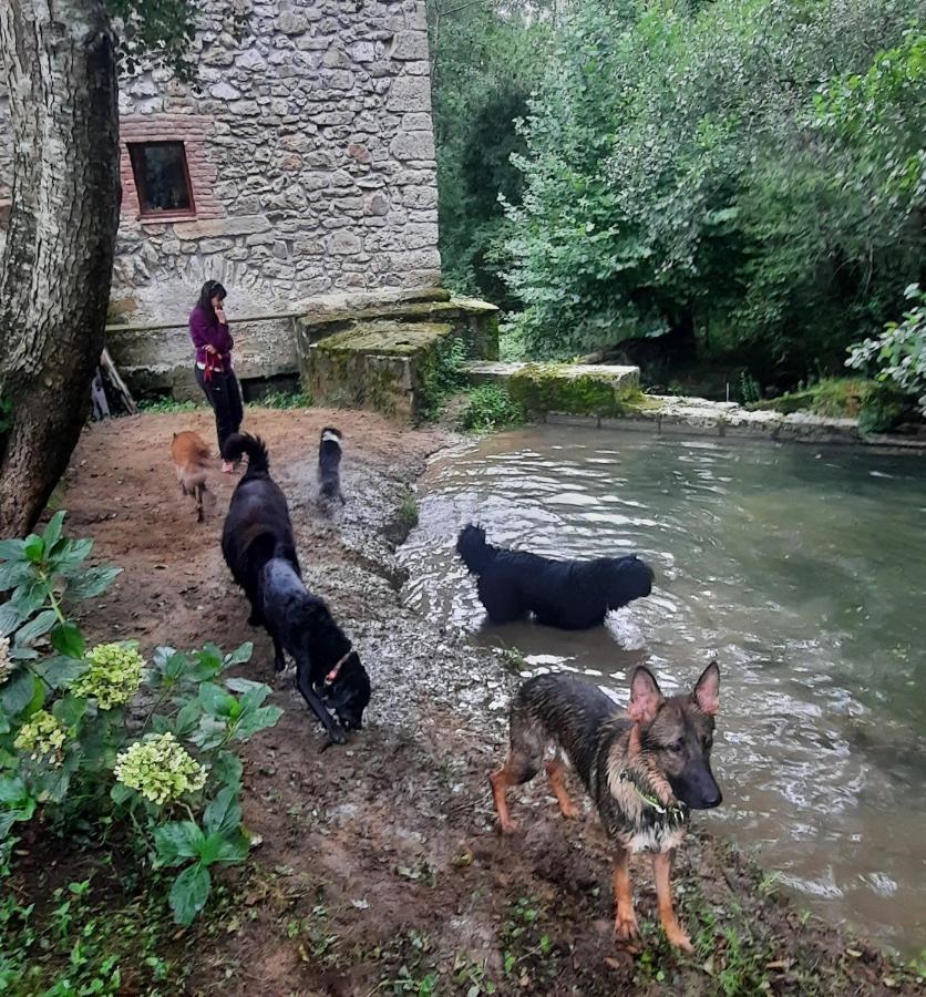 Posada Pet Friendly El Molino De Cantabria Entrambasaguas  Eksteriør bilde