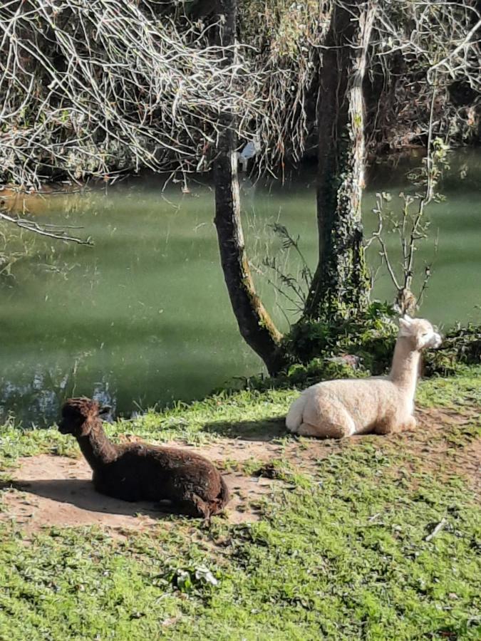 Posada Pet Friendly El Molino De Cantabria Entrambasaguas  Eksteriør bilde